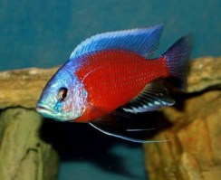 Copadichromis kadango